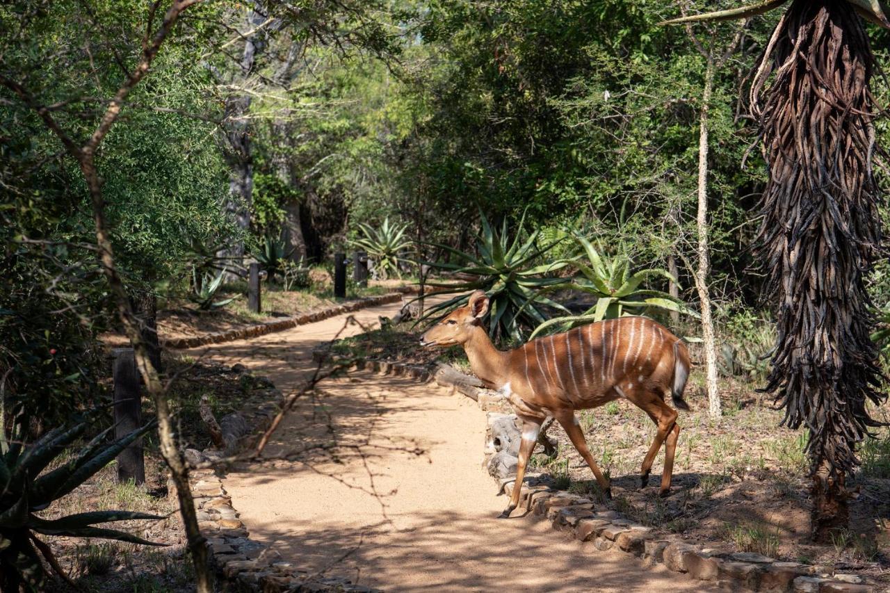 Kapama Game Reserve 캠프 자불라니 로지 빌라 외부 사진
